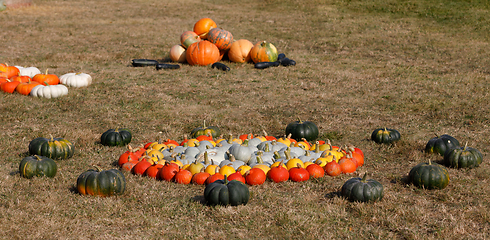 Image showing Ripe autumn pumpkins ornaments on the farm