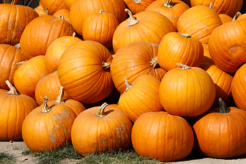 Image showing ripe autumn pumpkins on the farm