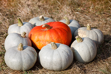 Image showing Ripe autumn pumpkins ornaments on the farm