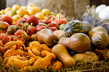 Image showing various types of ripe autumn pumpkins on the farm