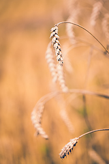Image showing Organic golden spring cereal wheat grains