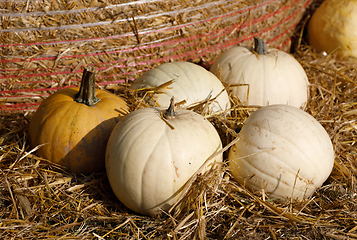 Image showing various types of ripe autumn pumpkins on the farm