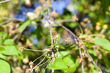 Image showing blossom tree