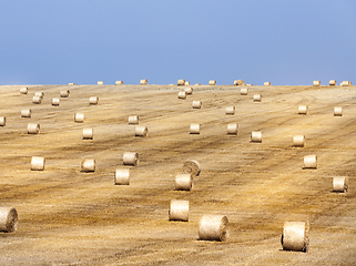 Image showing Field with a crop of cereals