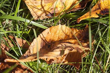 Image showing Leaves on the grass