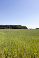 Image showing barley field