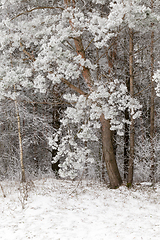 Image showing Winter season