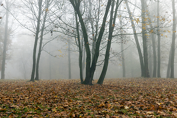 Image showing Fog in autumn season