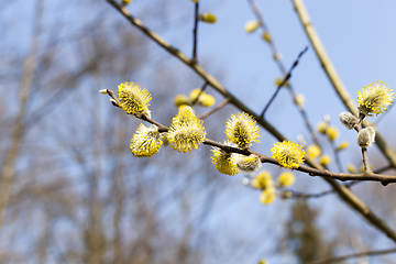 Image showing flowering willow tree