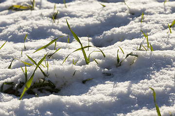 Image showing wheat sprouts in the snow