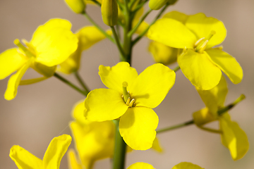 Image showing small yellow flowers