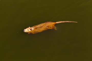 Image showing Water in the lake