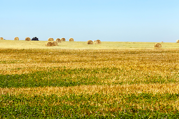 Image showing Stacks of straw