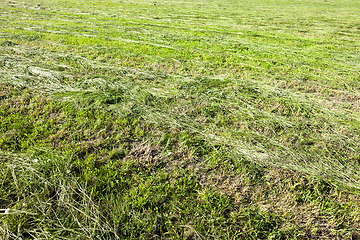 Image showing meadow with striped