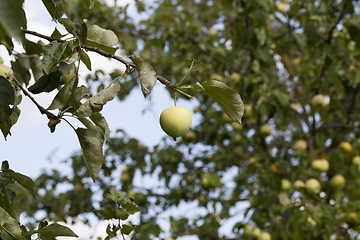 Image showing crop of a fruitful garden