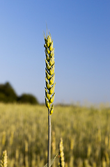 Image showing Green wheat crop