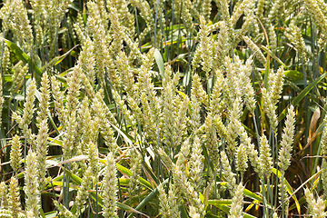 Image showing Young spike wheat, closeup