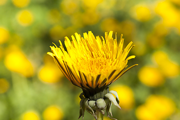 Image showing Closed Bud of a dandelion