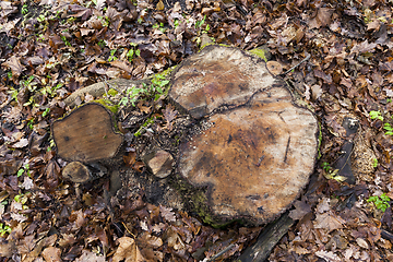 Image showing tree stump close-up