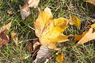 Image showing fallen leaves of a maple