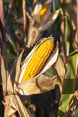 Image showing Ripe corn cob