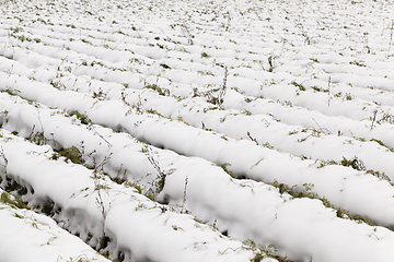 Image showing stalks carrots in the snow