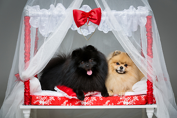 Image showing Spitz dog wedding couple on bed