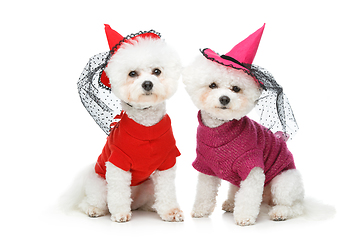 Image showing beautiful bichon frisee dogs