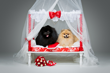 Image showing Spitz dog wedding couple on bed