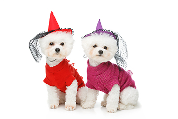 Image showing beautiful bichon frisee dogs