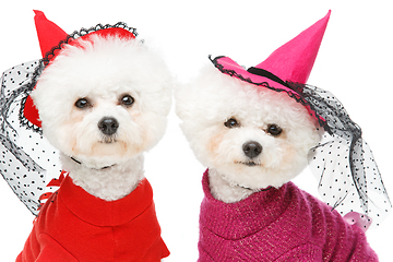 Image showing beautiful bichon frisee dogs