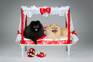 Image showing Spitz dog wedding couple on bed