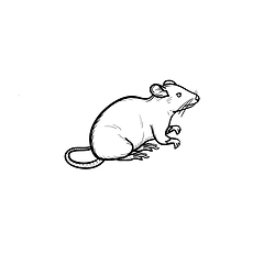 Image showing Lab rat hand drawn sketch icon.