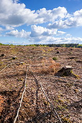 Image showing cleared forest outdoor scenery south Germany