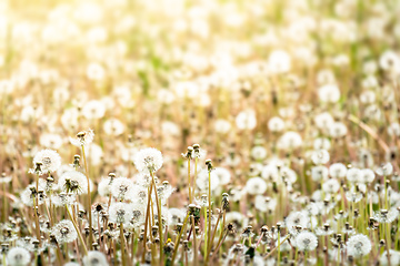 Image showing beautiful dandelion meadow with sunlight