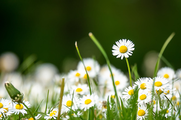 Image showing daisy flowers meadow background