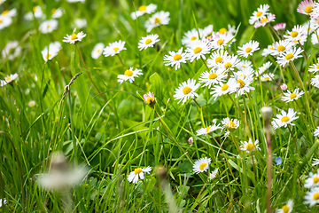 Image showing daisy flowers meadow background