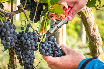 Image showing a vineyard red grapes harvest