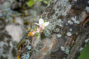 Image showing Apple blossom on the tree trunk