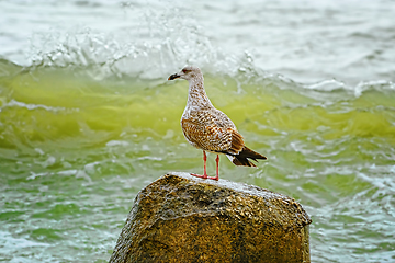 Image showing Nestling of seagull on stone