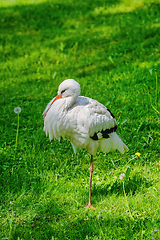 Image showing Stork on the Grass