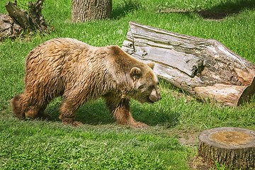 Image showing Bear on the Lawn