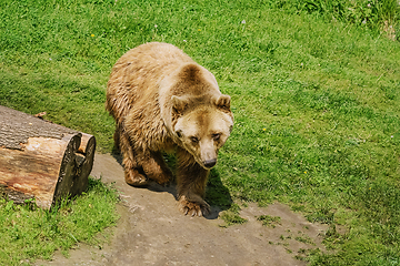 Image showing Bear on the Lawn