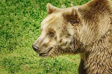 Image showing Portrait of Bear 