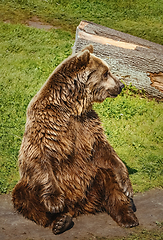 Image showing Bear on the Lawn