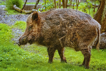 Image showing Wild boar on the lawn