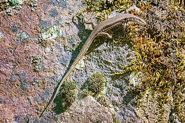 Image showing Lizard on the Rock