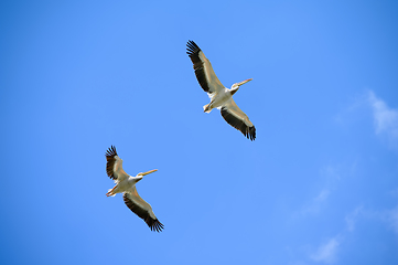 Image showing Two pelicans flying right above in the blue sky