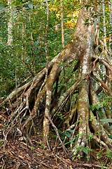 Image showing Rainforest in Masoala, Madagascar wilderness