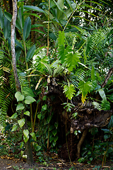 Image showing Rainforest in Masoala national park, Madagascar